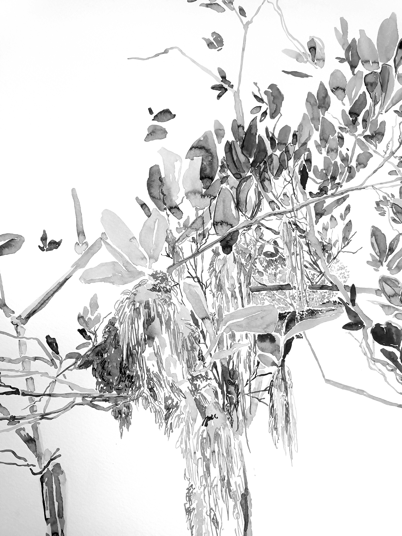 Meg White 'Mangrove on paper No.1'